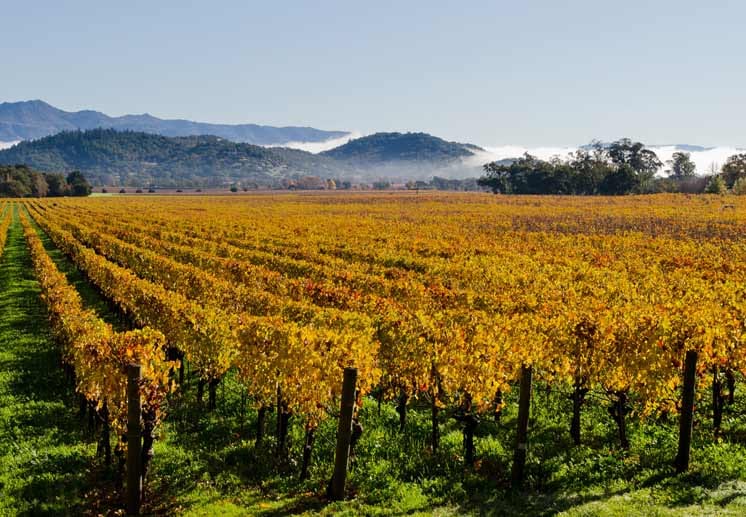 Auf der legendären Wine Route durch Kalifornien genießen Urlauber nicht nur die Weinlese, sondern auch die wunderschöne Landschaft des als amerikanische Toskana bezeichneten Napa Valleys.