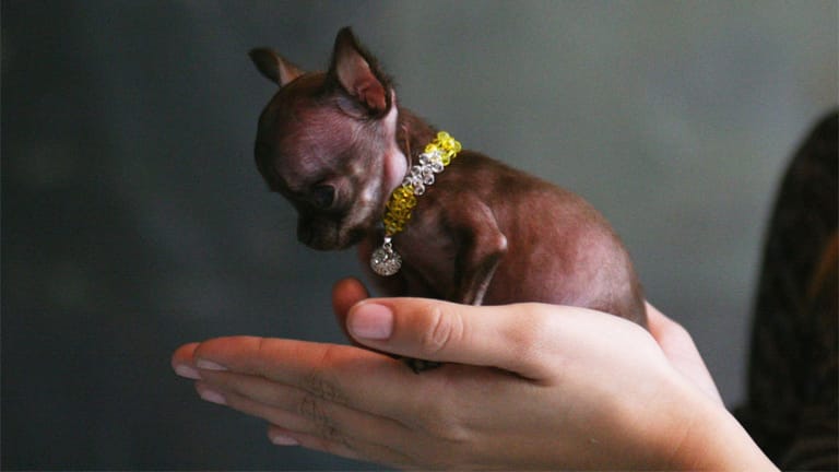 Hunde: Miracle Milly ist der kleinste Hund der Welt.