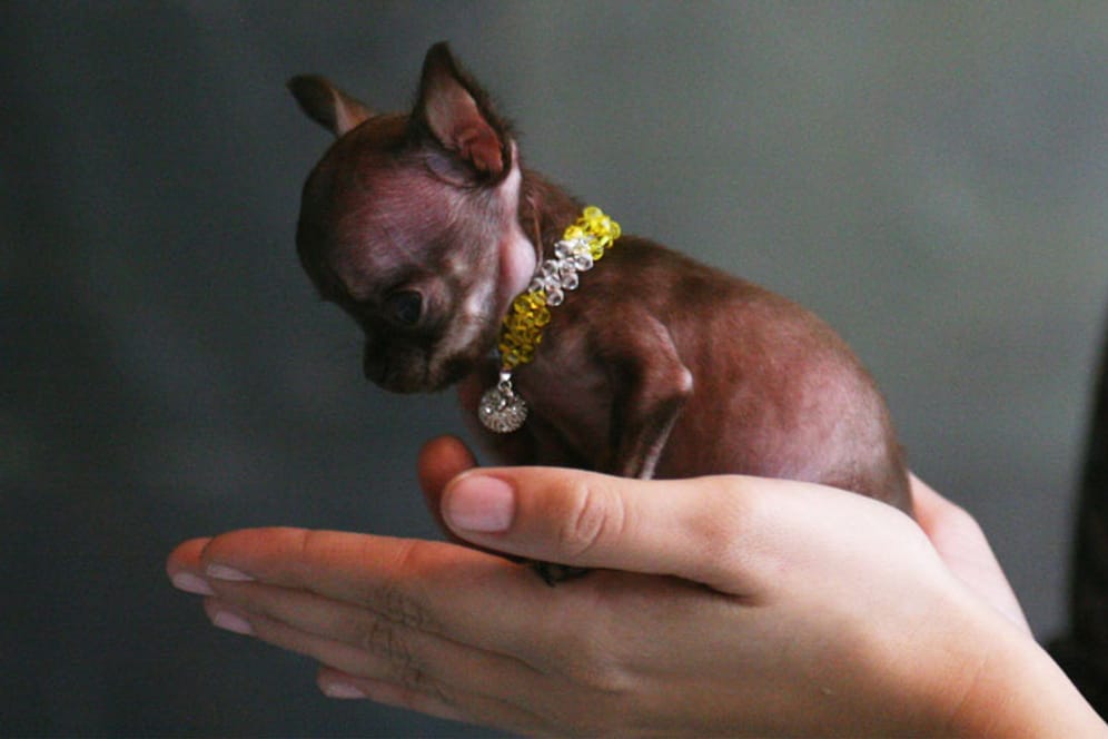 Hunde: Miracle Milly ist der kleinste Hund der Welt.