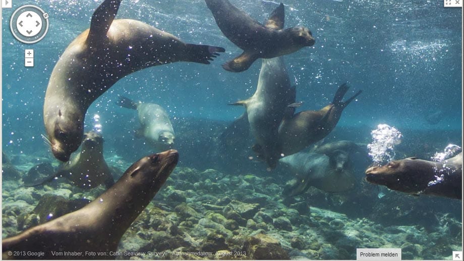 Ein Rudel Galapagos-Seelöwen.