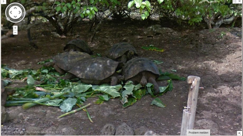 Riesenschildkröten am Wegesrand