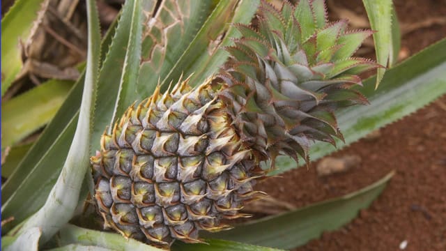 Eine Ananas-Pflanze ist ein exotischer Hingucker