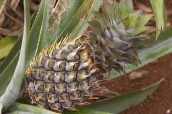 Eine Ananas-Pflanze ist ein exotischer Hingucker