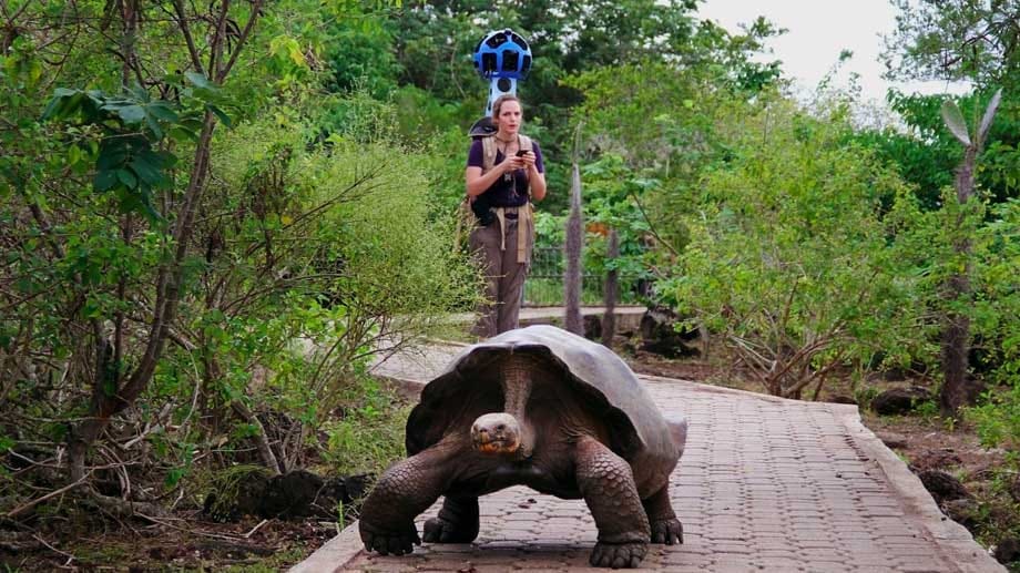 Galapagos-Riesenschildkröten und Touristin mit einem geschulterten Street View Trekker