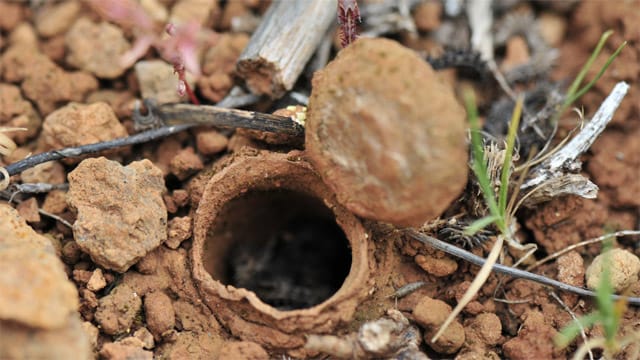 Die Falltürspinne fängt ihre Beute, indem sie vorbeikommende Insekten in ihre selbstgebauten, unterirdischen Gänge zieht