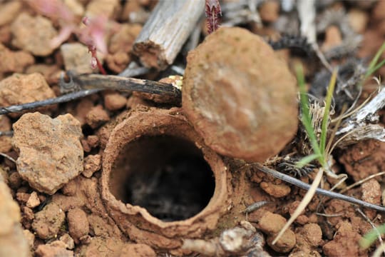 Die Falltürspinne fängt ihre Beute, indem sie vorbeikommende Insekten in ihre selbstgebauten, unterirdischen Gänge zieht