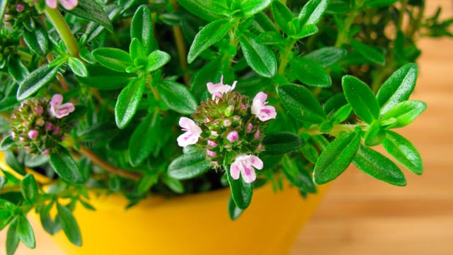 Der Saft von Bohnenkraut hilft gegen Mückenstiche