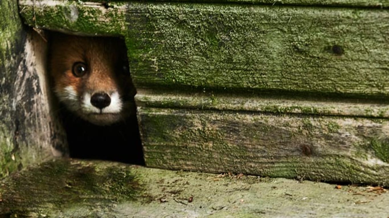 Ein Fuchs lugt durch eine Öffnung eines Hauses.