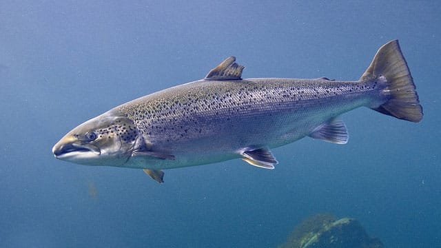 Atlantischer Lachs, Salmo salar.