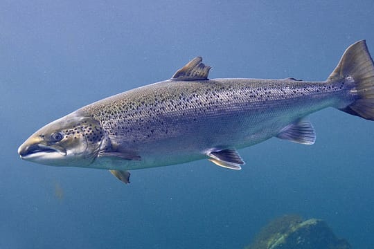 Atlantischer Lachs, Salmo salar.