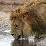 Die legendären Kalahari-Löwen mit der schwarzen Mähne warten in der gleichnamigen Wüste. Bei der Tour "Botswana & Namibia tierisch schön" unternehmen die Wikinger-Gruppen gemeinsame Wanderungen mit Buschmännern und können dabei den Raubkatzen begegnen.
