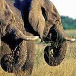 Aber auch andere Wildtiere, wie zum Beispiel Elefanten, leben in Botswana. Sie gehören zu den Big Five, die Reisende hier erleben können.