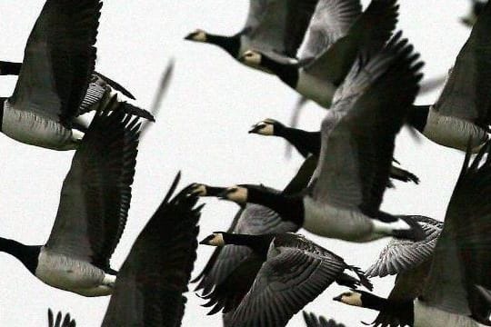 Vögel sind ein Risiko für Flugzeuge: Verspätet sich ein Flug wegen Vogelschlags, müssen Passagiere sich damit abfinden, meint der BGH.