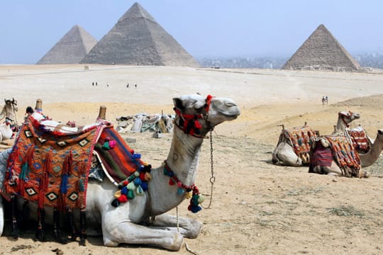 Kamele vor den Pyramiden von Gizeh, Ägypten.