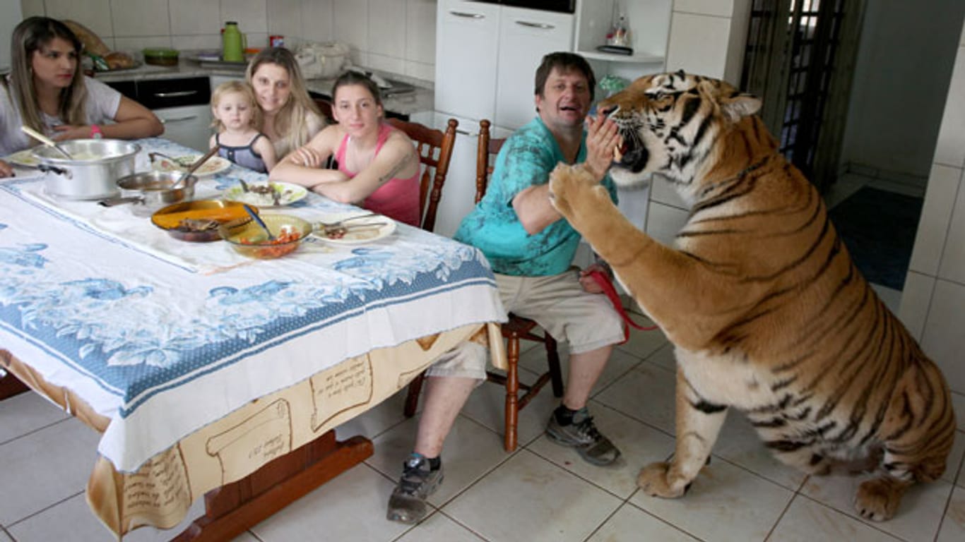 Brasilien: Familie lebt mit sieben Tigern zusammen