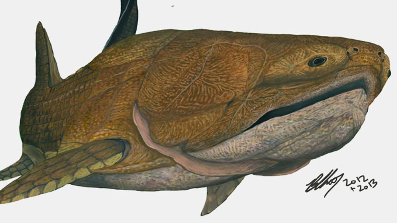 Forscher aus China finden gut erhaltenen Urzeitfisch. (