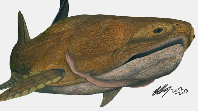 Forscher aus China finden gut erhaltenen Urzeitfisch. (
