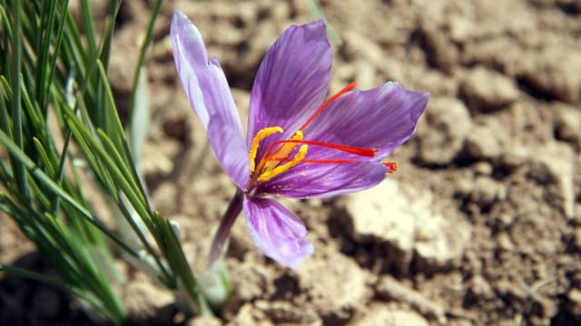 Die roten Stempelfäden im Safran-Krokus sind das wertvolle Gewürz