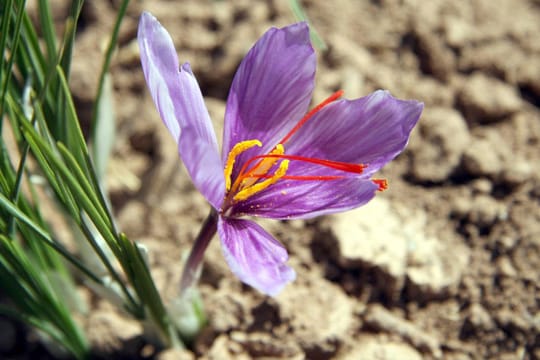 Die roten Stempelfäden im Safran-Krokus sind das wertvolle Gewürz