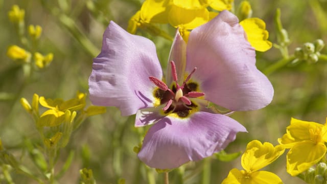 Geöffnet ähnelt die Blüte an einen Schmetterling