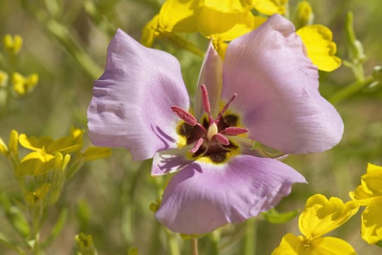 Geöffnet ähnelt die Blüte an einen Schmetterling