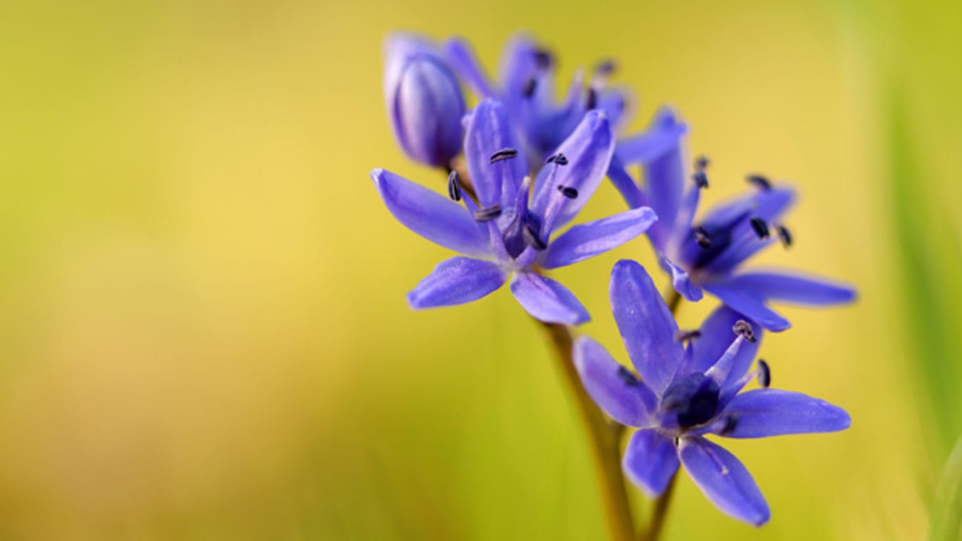 Der Blaustern ist eine winterharte Zwiebelblume