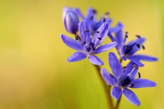 Der Blaustern ist eine winterharte Zwiebelblume