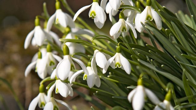 Schneeglöckchen gehören zu den Frühlingsvorboten