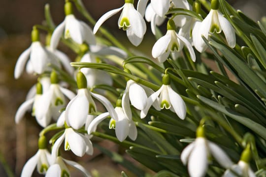 Schneeglöckchen gehören zu den Frühlingsvorboten