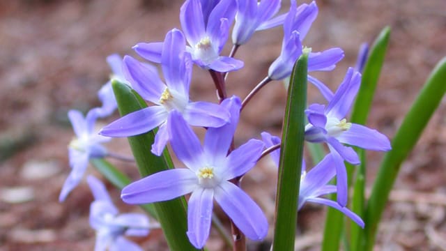 Hyazinthen sollten in keinem Frühlingsgarten fehlen