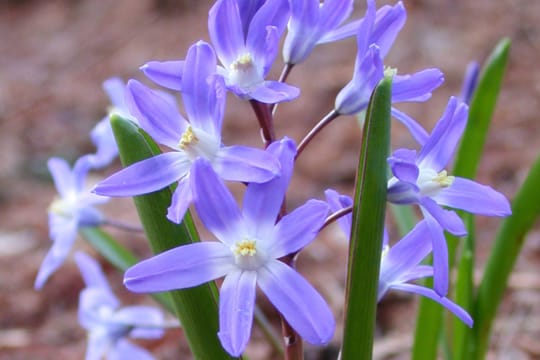 Hyazinthen sollten in keinem Frühlingsgarten fehlen