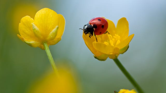 Scharfer Hahnenfuß wird auch als Butterblume bezeichnet