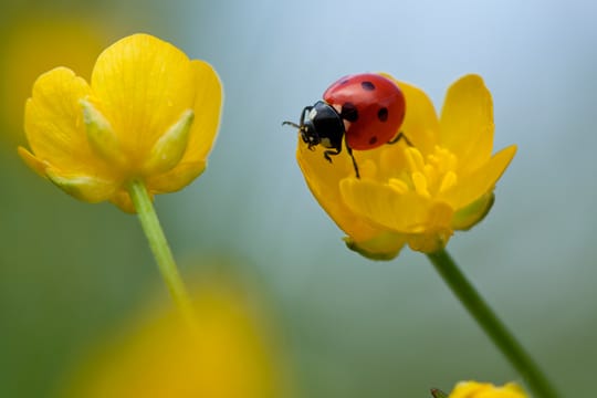 Scharfer Hahnenfuß wird auch als Butterblume bezeichnet