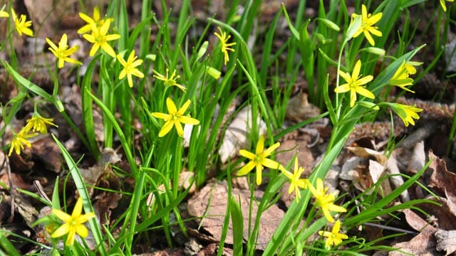 Der Goldstern ist ein winterharter Frühblüher