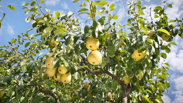 Selbst so ein schöner Birnbaum kann schnell Krankheiten einfangen