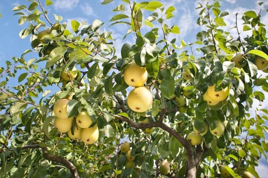 Selbst so ein schöner Birnbaum kann schnell Krankheiten einfangen