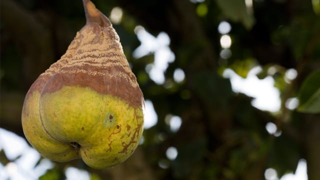 Die Birnengallmücke macht Birnen ungenießbar und kaputt