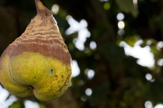 Die Birnengallmücke macht Birnen ungenießbar und kaputt