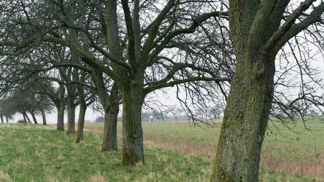 Durch Birnengitterrost können Birnbäume schneller ihre Blätter verlieren