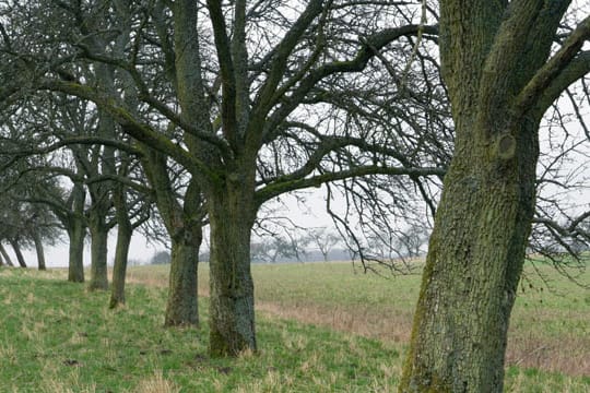 Durch Birnengitterrost können Birnbäume schneller ihre Blätter verlieren