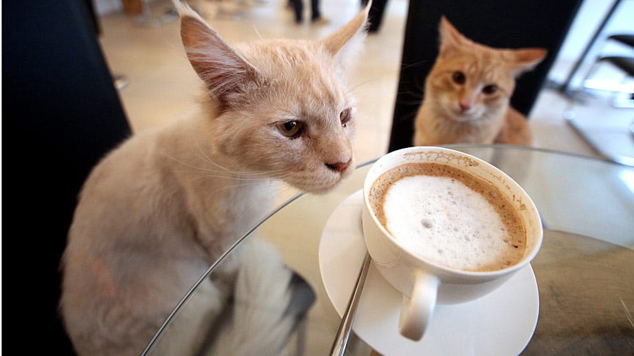 Miezen zur Melange - Ein Besuch in Wiens Katzencafé "Café Neko".