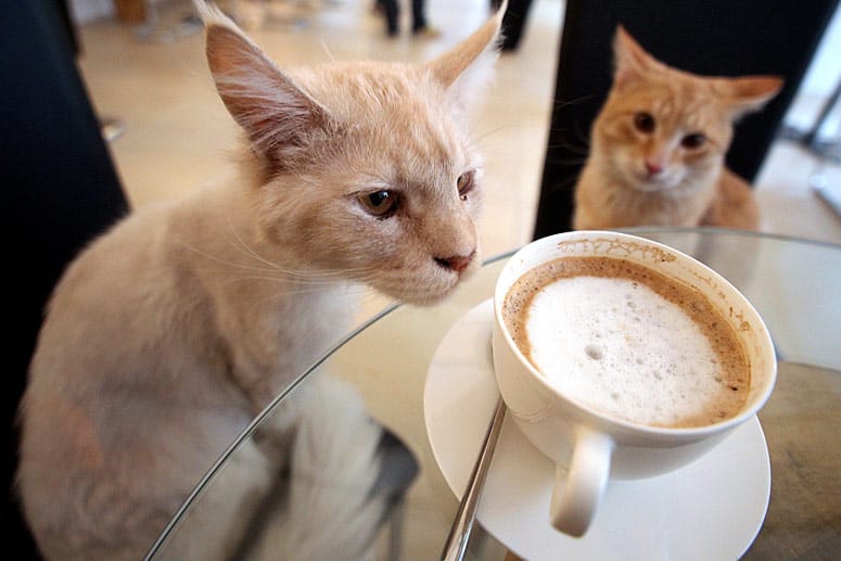 Miezen zur Melange - Ein Besuch in Wiens Katzencafé "Café Neko".