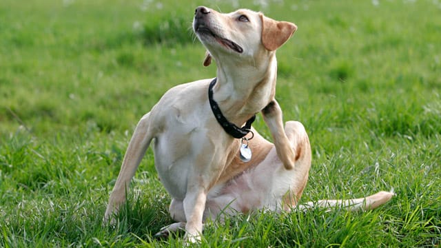 Hunde: Tägliche Fellpflege kann Haarausfall bei Ihrem Hund verhindern.