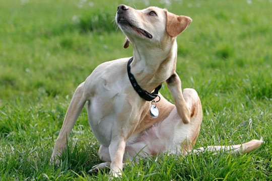 Hunde: Tägliche Fellpflege kann Haarausfall bei Ihrem Hund verhindern.