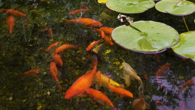 Der beliebteste Teichfisch ist nach wie vor der Goldfisch