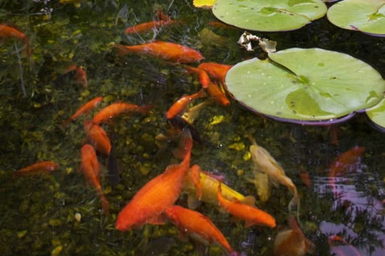 Der beliebteste Teichfisch ist nach wie vor der Goldfisch