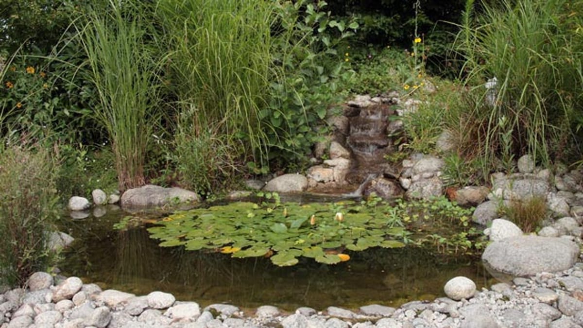 Mit den richtigen Pflanzen den Gartenteich gestalten