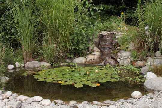 Teichpflanzen sehen schön aus und sorgen für ein biologisches Gleichgewicht