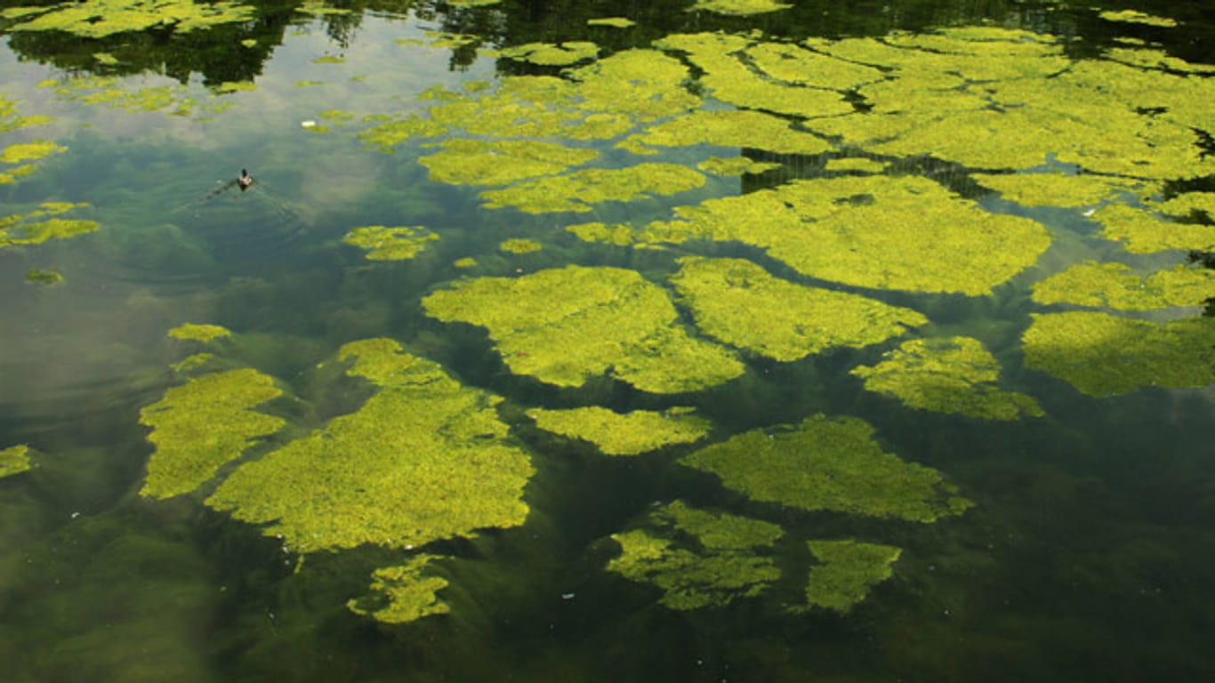 Algen treten in nährstoffreichen Gewässern auf