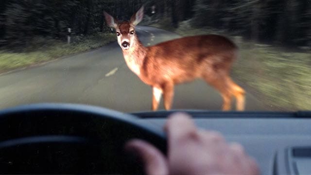 Nicht ungefährlich ist Wildwechsel im Herbst